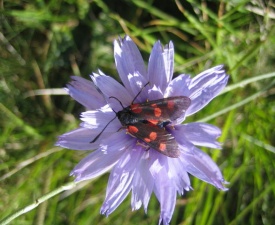 Beautiful insect and chicory